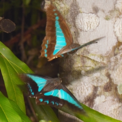 Graphium choredon (Blue Triangle) at Sheldon, QLD - 12 Jan 2024 by PJH123