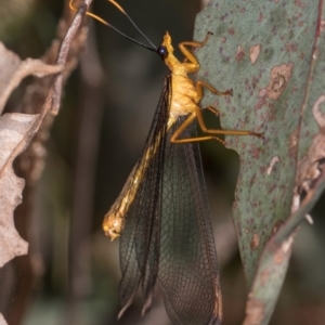 Nymphes myrmeleonoides at Taylor Offset (TLR) - 12 Jan 2024