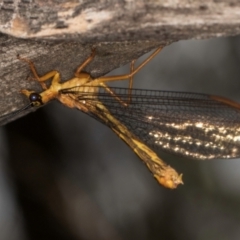 Nymphes myrmeleonoides at Taylor Offset (TLR) - 12 Jan 2024