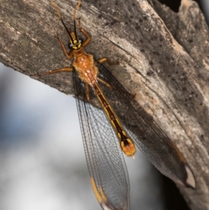 Nymphes myrmeleonoides at Taylor Offset (TLR) - 12 Jan 2024