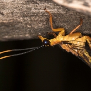 Nymphes myrmeleonoides at Taylor Offset (TLR) - 12 Jan 2024