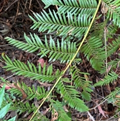 Todea barbara (King Fern) at Barrengarry, NSW - 12 Jan 2024 by lbradley