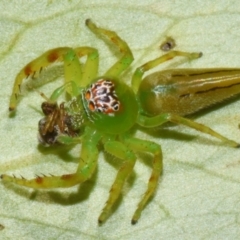 Mopsus mormon (Green Jumping Spider) at Sheldon, QLD - 12 Jan 2024 by PJH123