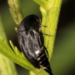 Mordella sp. (genus) (Pintail or tumbling flower beetle) at Taylor Offset (TLR) - 12 Jan 2024 by kasiaaus