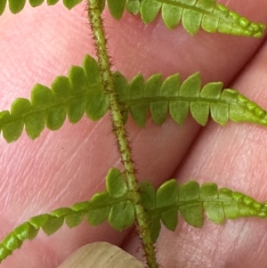 Gleichenia microphylla at Morton National Park - suppressed