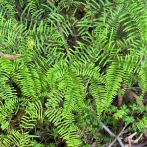 Gleichenia microphylla at Morton National Park - suppressed