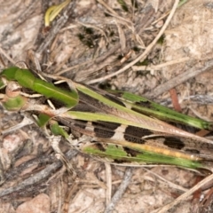 Austroicetes sp. (genus) at Taylor Offset (TLR) - 12 Jan 2024