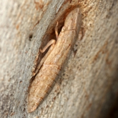 Ledromorpha planirostris (A leafhopper) at Kambah, ACT - 12 Jan 2024 by Marthijn