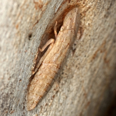 Ledromorpha planirostris (A leafhopper) at Kambah, ACT - 12 Jan 2024 by Marthijn