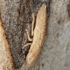 Ledromorpha planirostris at Kambah, ACT - 12 Jan 2024 06:05 PM