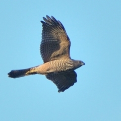 Accipiter fasciatus (Brown Goshawk) at Wollondilly Local Government Area - 12 Jan 2024 by Freebird
