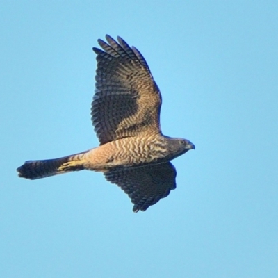 Accipiter fasciatus (Brown Goshawk) at Wollondilly Local Government Area - 12 Jan 2024 by Freebird