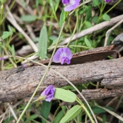 Glycine tabacina (Variable Glycine) at The Pinnacle - 11 Jan 2024 by sangio7