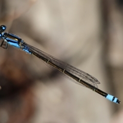 Ischnura heterosticta (Common Bluetail Damselfly) at Moruya, NSW - 9 Jan 2024 by LisaH