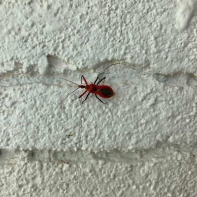 Gminatus australis (Orange assassin bug) at Curtin, ACT - 7 Jan 2024 by iancurtin