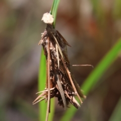 Lomera (genus) at Moruya, NSW - 9 Jan 2024 by LisaH