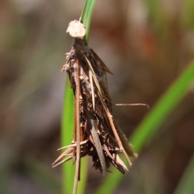 Lomera (genus) at Moruya, NSW - 9 Jan 2024 by LisaH