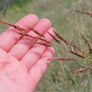 Sorghum leiocladum at The Pinnacle - 11 Jan 2024 10:17 AM