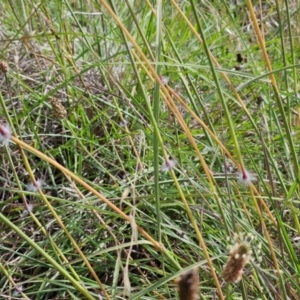 Sorghum leiocladum at The Pinnacle - 11 Jan 2024 10:17 AM