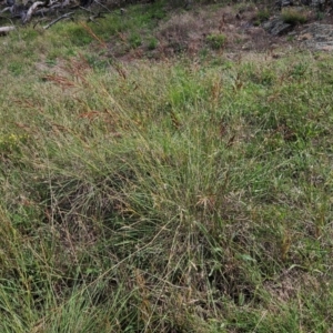 Sorghum leiocladum at The Pinnacle - 11 Jan 2024 10:17 AM