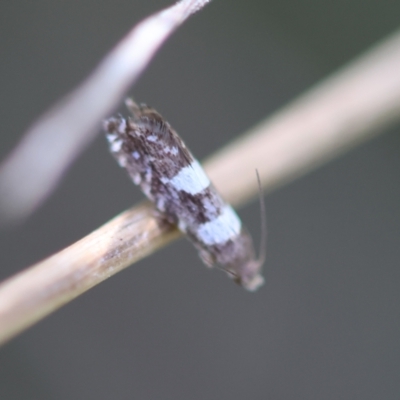 Glyphipterix chrysoplanetis (A Sedge Moth) at Red Hill to Yarralumla Creek - 12 Jan 2024 by LisaH