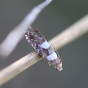 Glyphipterix chrysoplanetis at Red Hill to Yarralumla Creek - 12 Jan 2024 04:58 PM