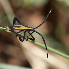 Amorbus sp. (genus) (Eucalyptus Tip bug) at Hughes Grassy Woodland - 12 Jan 2024 by LisaH