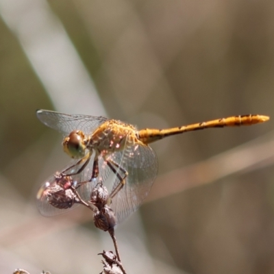 Diplacodes bipunctata (Wandering Percher) at Deakin, ACT - 12 Jan 2024 by LisaH