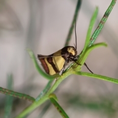 Chrysonoma fascialis (A concealer moth) at Deakin, ACT - 12 Jan 2024 by LisaH