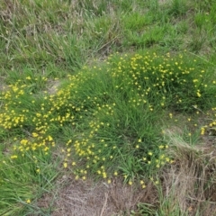 Tricoryne elatior (Yellow Rush Lily) at Weetangera, ACT - 11 Jan 2024 by sangio7