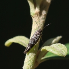 Eretmocera coracopis (A Scythrid moth (Scythrididae) at Red Hill Nature Reserve - 12 Jan 2024 by LisaH