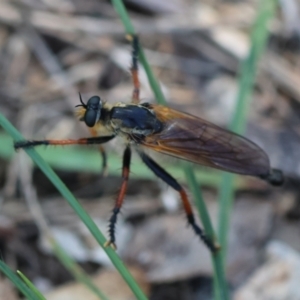 Neoscleropogon sp. (genus) at Red Hill Nature Reserve - 12 Jan 2024