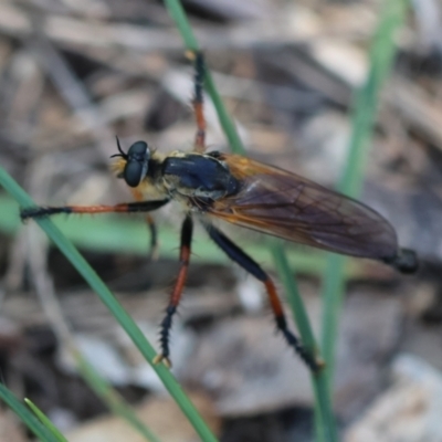 Unidentified Robber fly (Asilidae) at Red Hill Nature Reserve - 12 Jan 2024 by LisaH