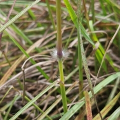 Sorghum leiocladum at The Pinnacle - 11 Jan 2024 12:28 PM