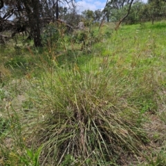 Sorghum leiocladum at The Pinnacle - 11 Jan 2024 12:28 PM