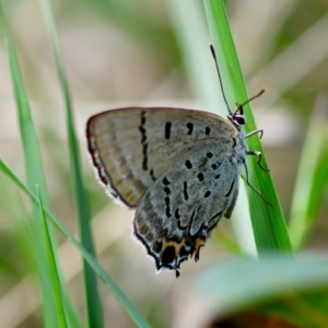 Jalmenus ictinus at Red Hill to Yarralumla Creek - 12 Jan 2024