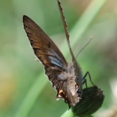 Jalmenus ictinus at Red Hill to Yarralumla Creek - 12 Jan 2024