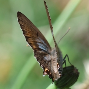 Jalmenus ictinus at Red Hill to Yarralumla Creek - 12 Jan 2024 03:45 PM