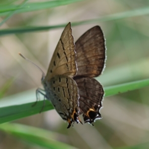 Jalmenus ictinus at Red Hill to Yarralumla Creek - 12 Jan 2024