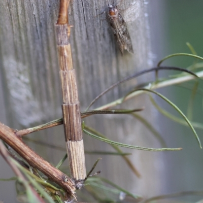 Lepidoscia arctiella (Tower Case Moth) at Hughes, ACT - 12 Jan 2024 by LisaH