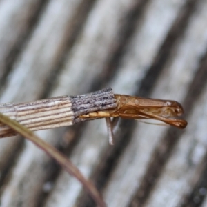 Lepidoscia arctiella at Hughes, ACT - 12 Jan 2024