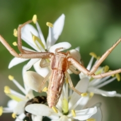 Runcinia acuminata (Pointy Crab Spider) at Hughes Grassy Woodland - 12 Jan 2024 by LisaH