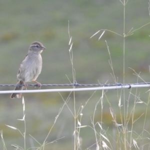 Passer domesticus at Kambah, ACT - 12 Jan 2024