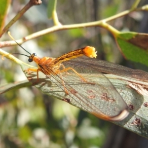 Nymphes myrmeleonoides at Kambah, ACT - 12 Jan 2024 04:53 PM