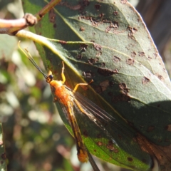 Nymphes myrmeleonoides at Kambah, ACT - 12 Jan 2024