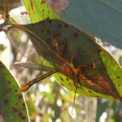 Nymphes myrmeleonoides at Kambah, ACT - 12 Jan 2024