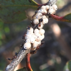 Eriococcus confusus (Gumtree scale) at Kambah, ACT - 12 Jan 2024 by HelenCross