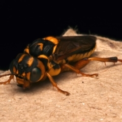 Xyloperga lalage (A perginae sawfly) at Mount Ainslie - 12 Jan 2024 by jb2602