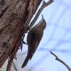 Cormobates leucophaea (White-throated Treecreeper) at Bruce Ridge to Gossan Hill - 11 Jan 2024 by Trevor