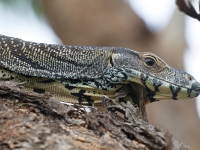 Varanus varius (Lace Monitor) at Illilanga & Baroona - 7 Jan 2024 by Illilanga